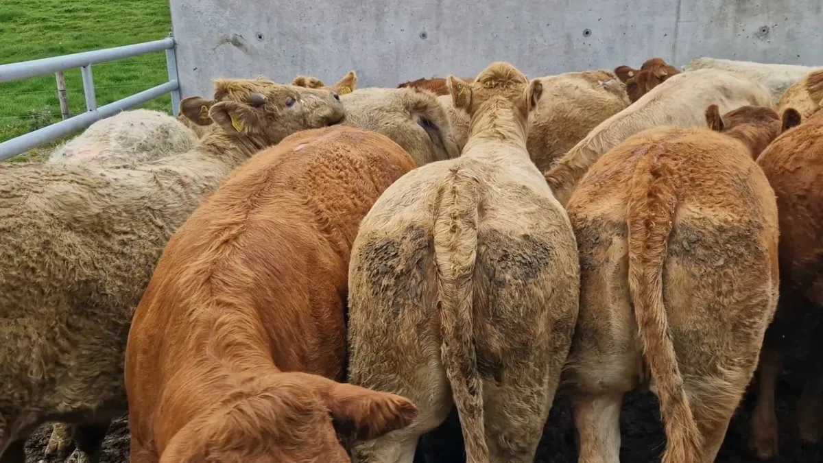 Super Continental U Grade Heifers - Image 1