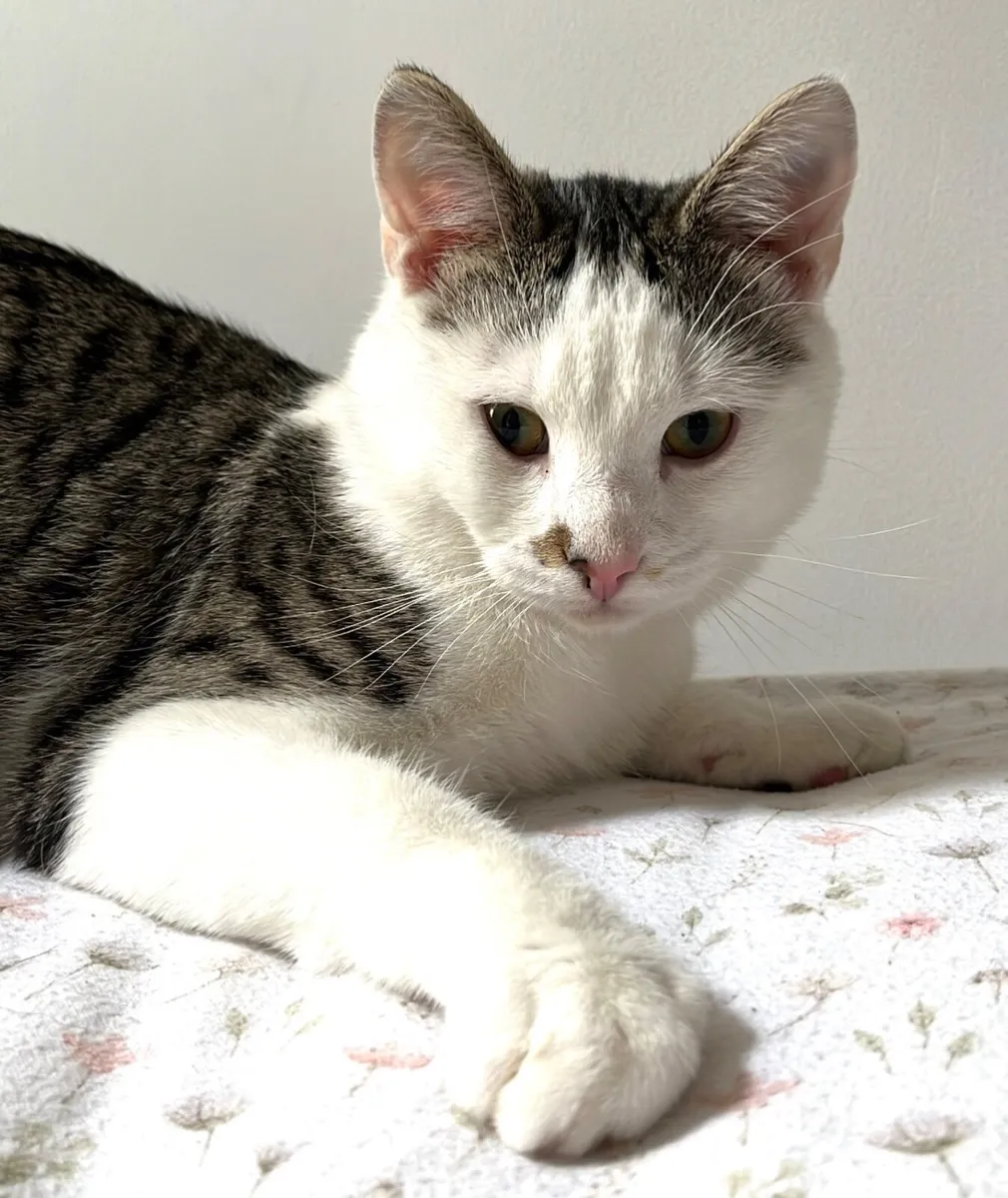 NINO, rescued neutered young male. Friendly