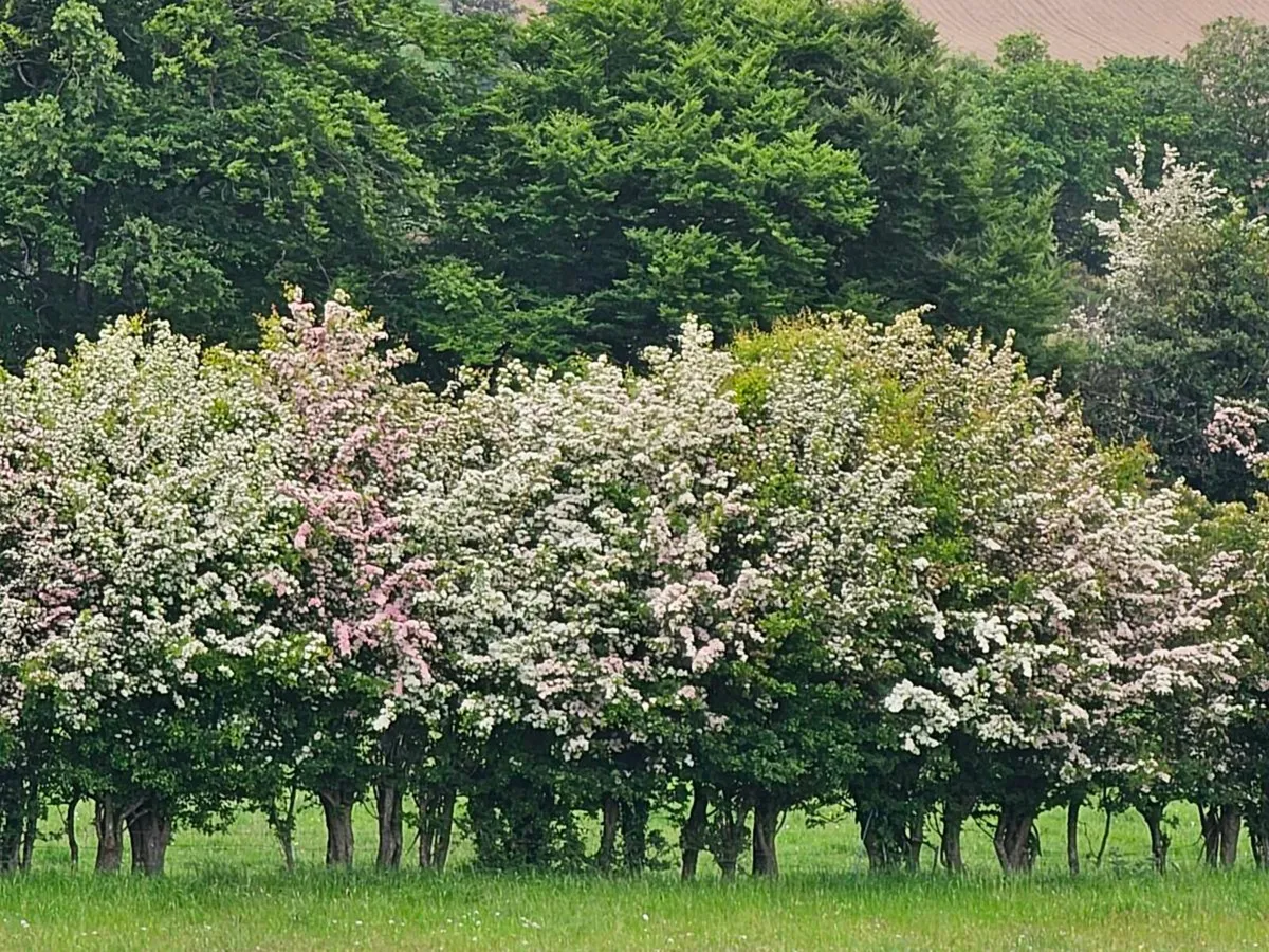 Hedging for Acres scheme - Image 3