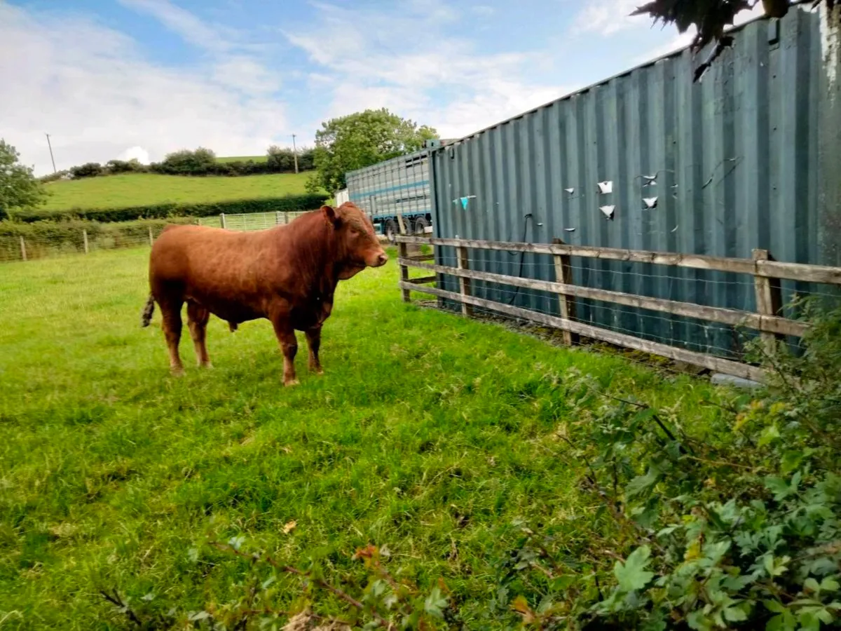 Stabiliser Bull,s and in calf Heifer's - Image 3