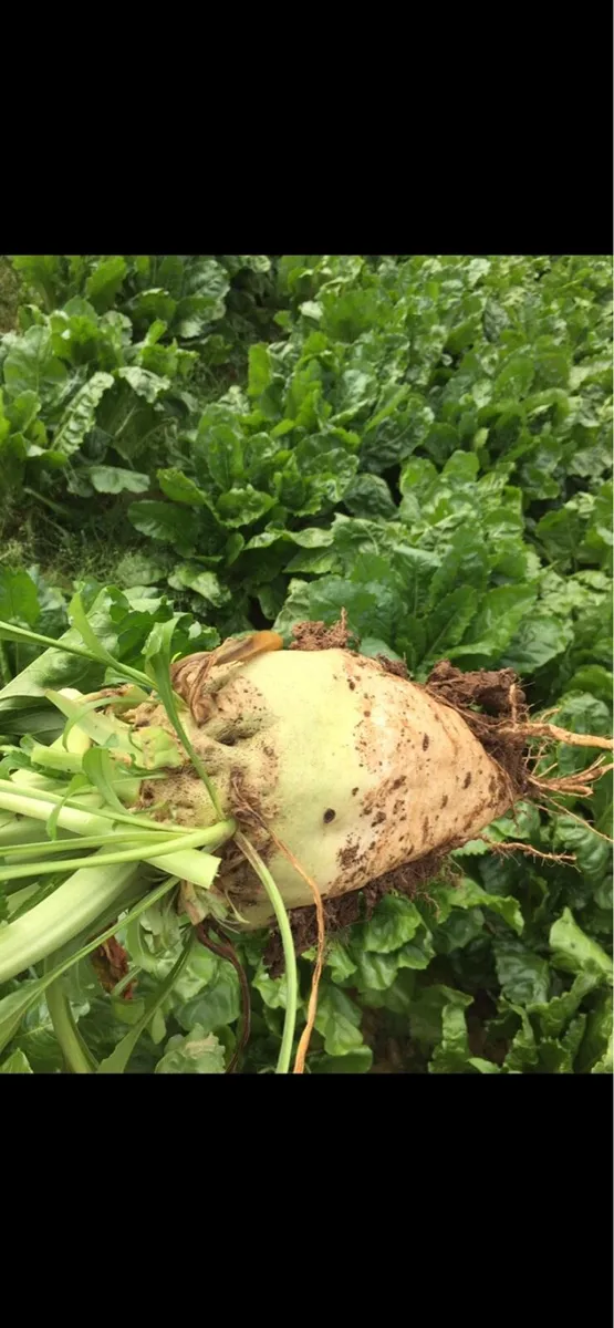 Fodder beet/ Sugar beet - Image 2