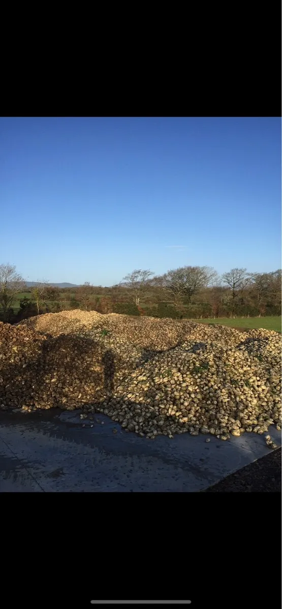 Fodder beet/ Sugar beet - Image 3