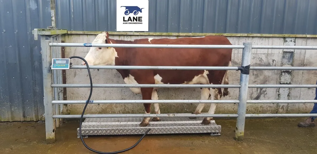 Livestock Weighing Scales(Qualify for BEEP; TAMS)
