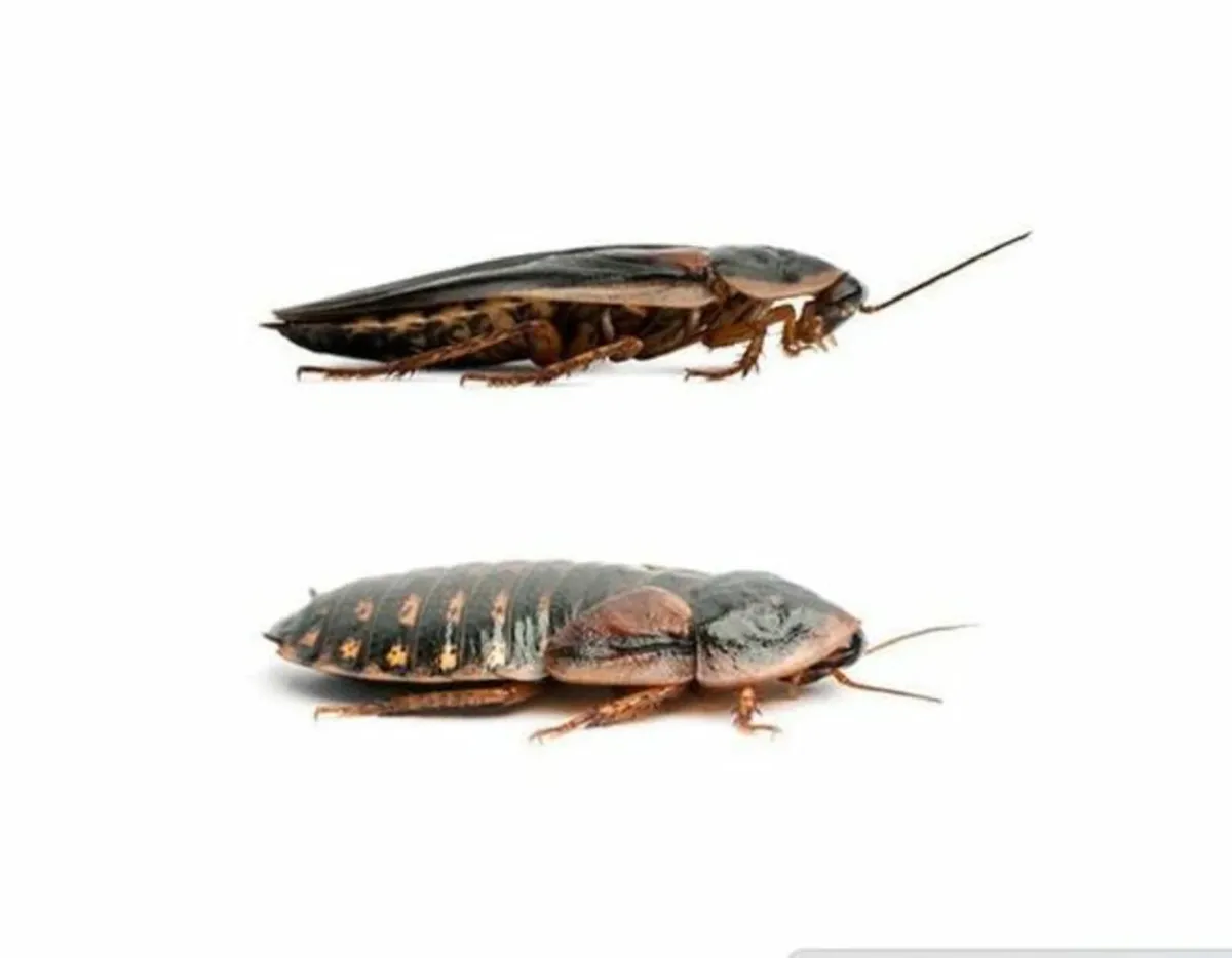 Dubia Roaches - live reptile food - Image 1
