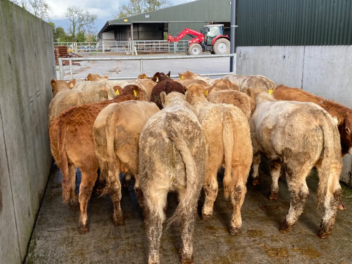 15 Super Bullocks - Image 4