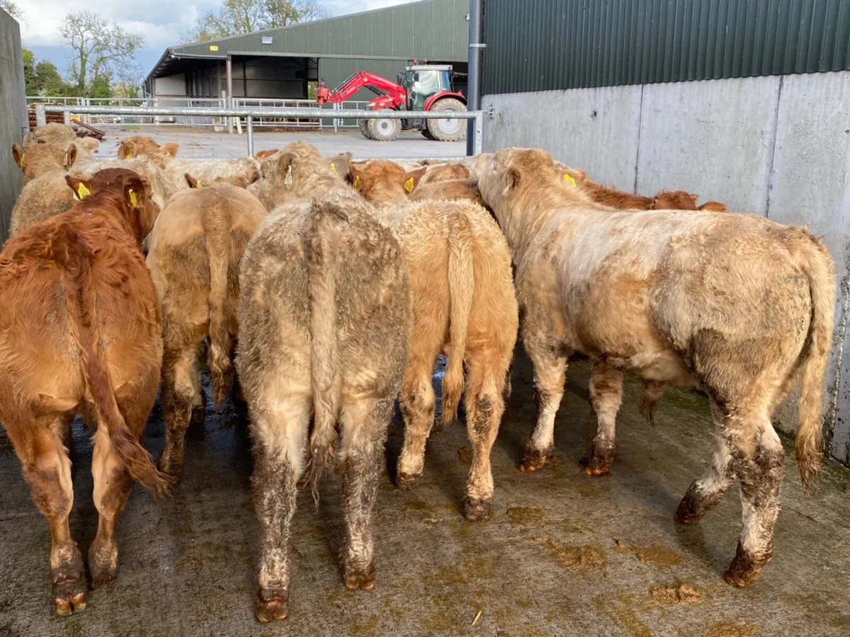 15 Super Bullocks - Image 2