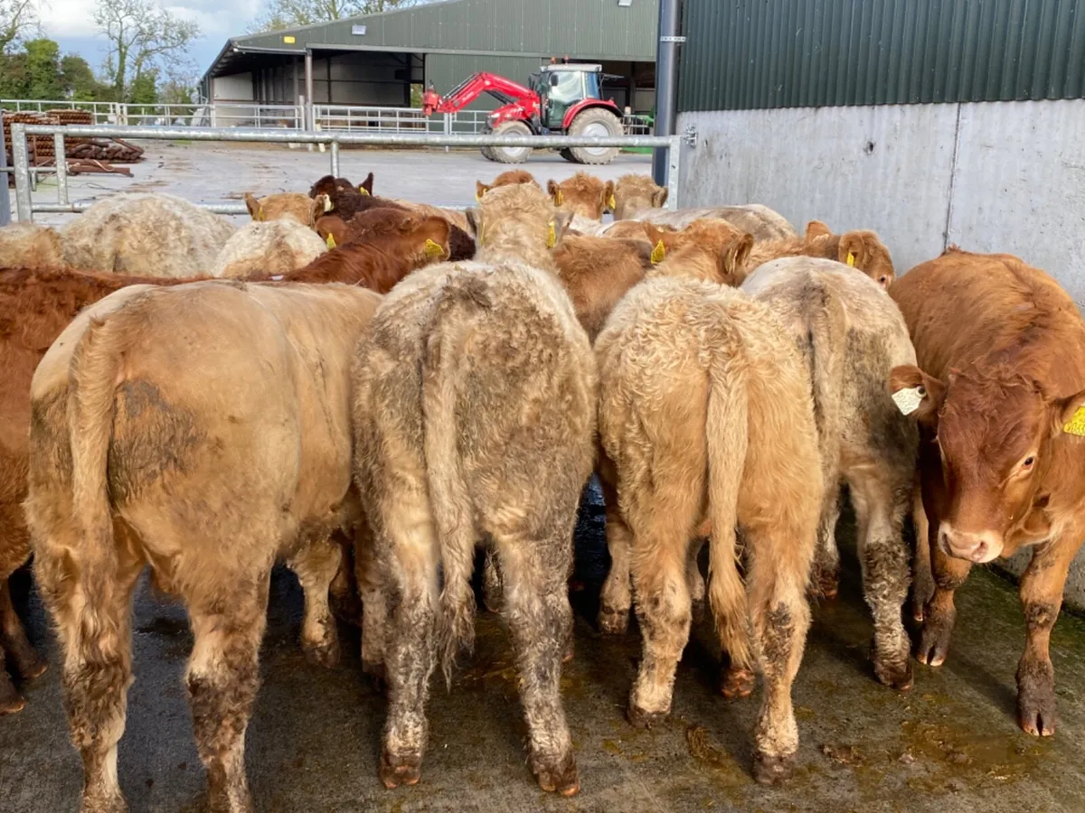 15 Super Bullocks - Image 1