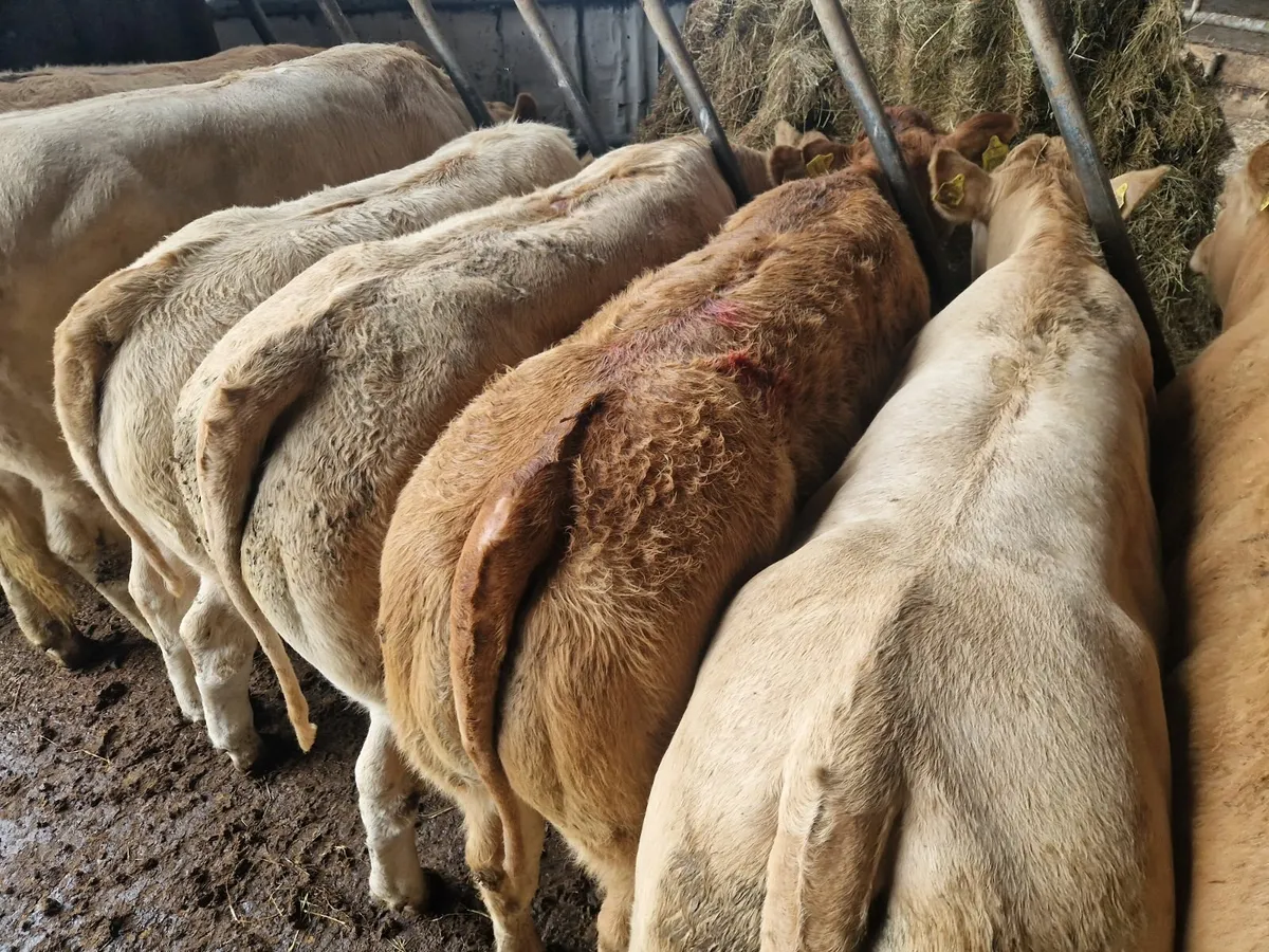 U Grade Heifers @MHF** - Image 3