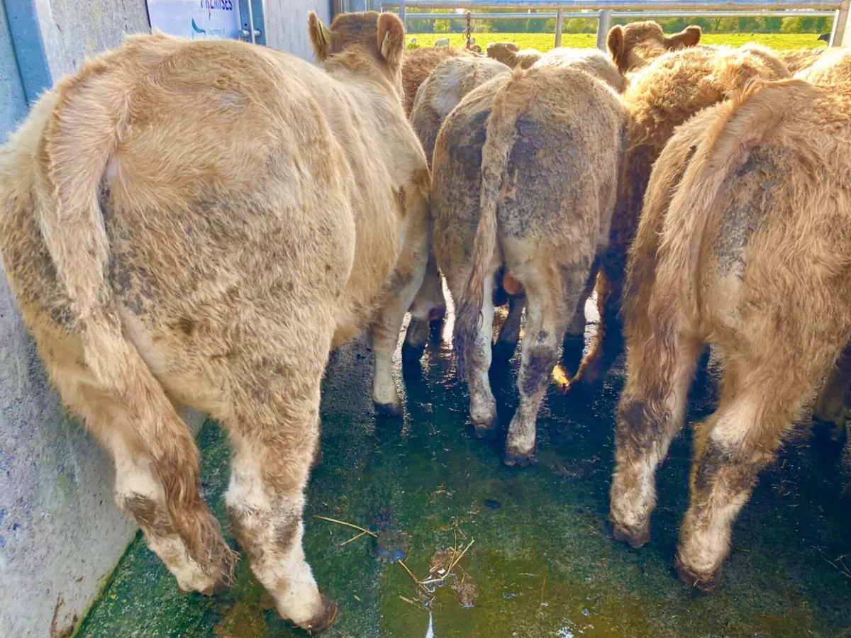 20 Super Charolais - Image 4