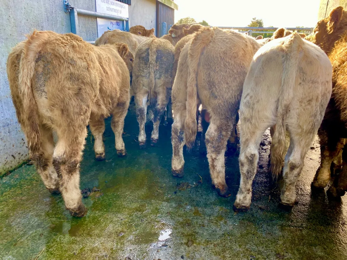 20 Super Charolais - Image 2