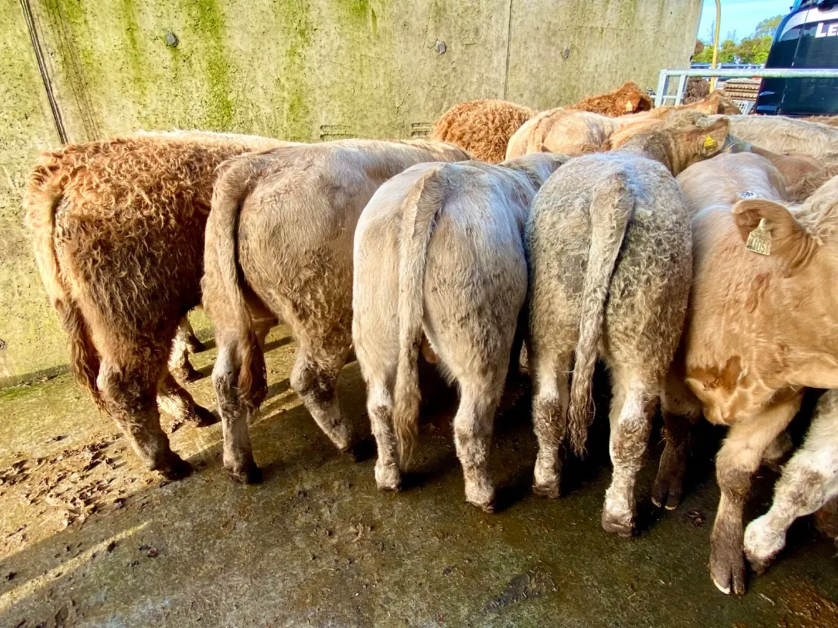 20 Charolais Bullocks - Image 1