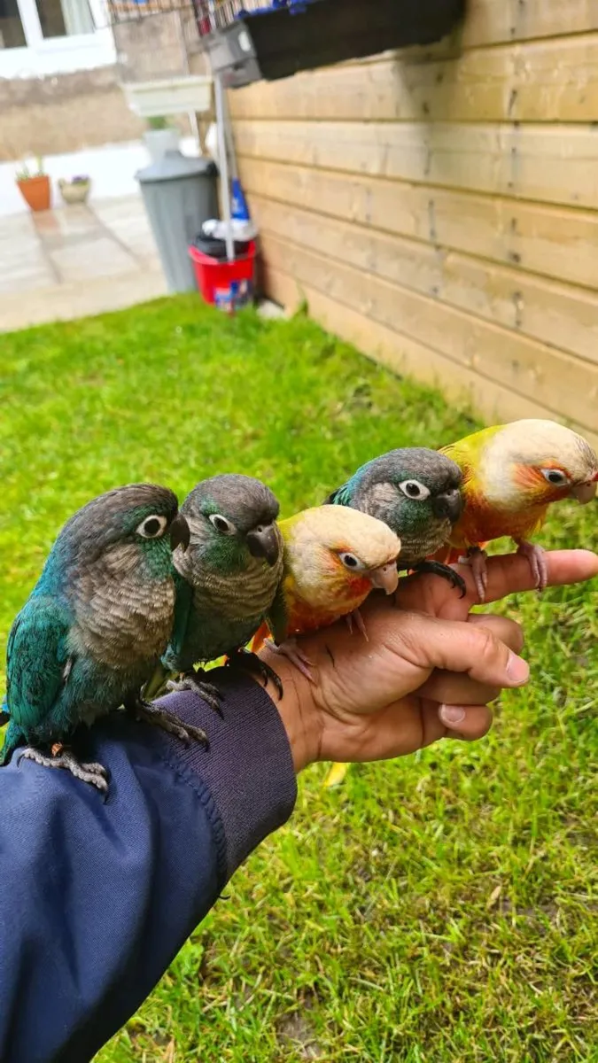conure cockatiel and more type of birds