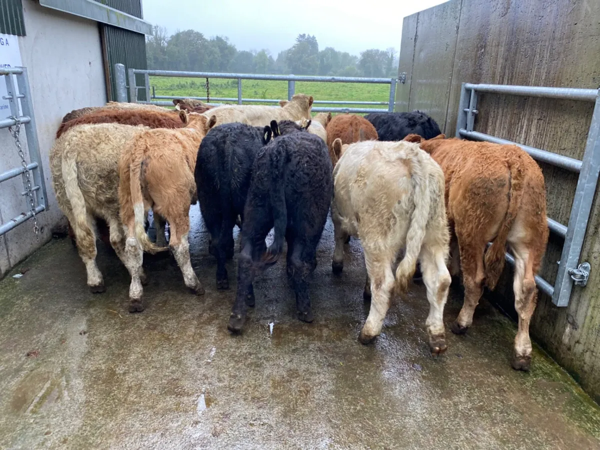 Super Bulls - Image 2