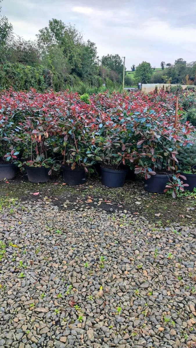 Instant Red Robin Hedge 3/4ft - Image 1