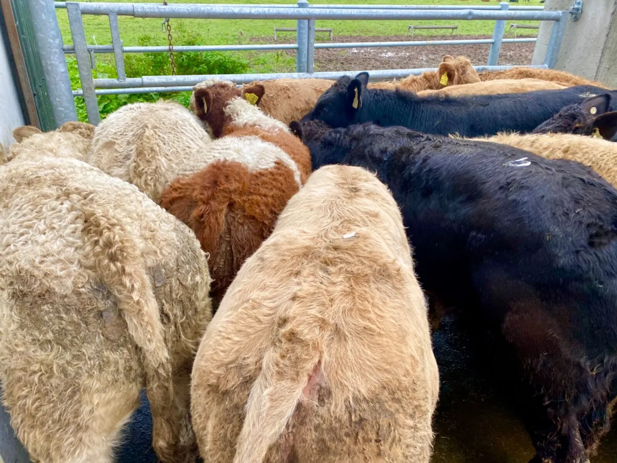 Bullocks €966 - Image 1