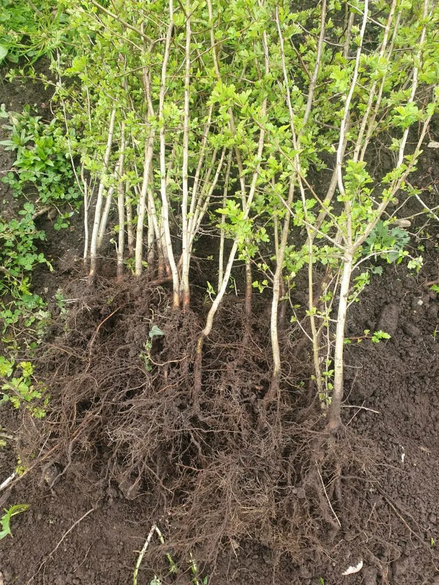 WHITETHORN  AND BLACKTHORN HEDGING  FOR ACRES. - Image 4