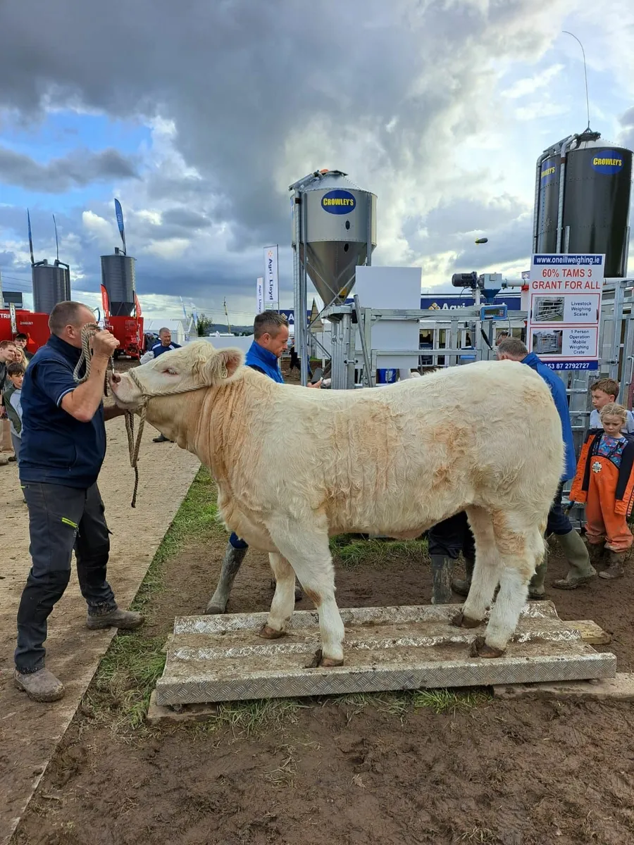 Livestock Scales/ Mobile Weighing Crate - Image 1