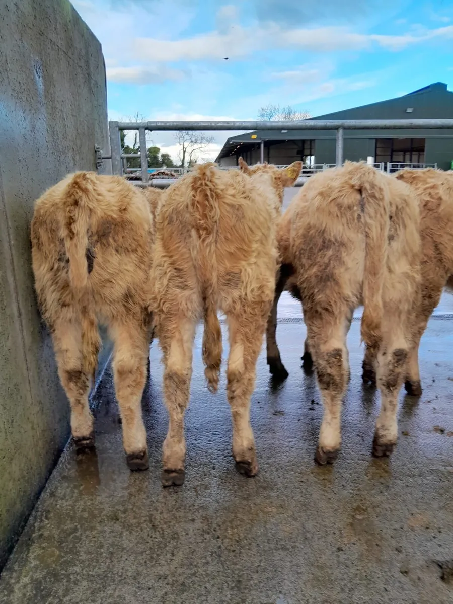 4 Lovely Heifers - Image 1