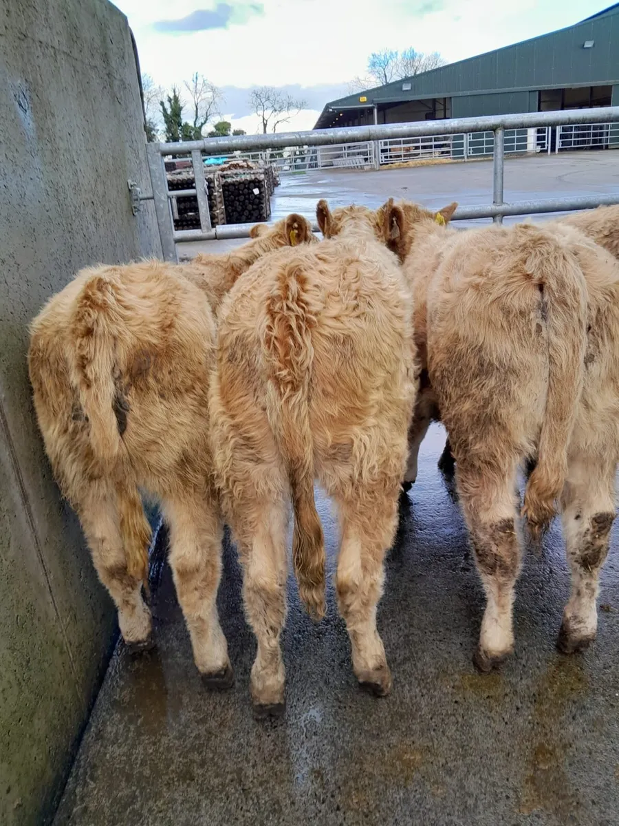 4 Lovely Heifers - Image 4