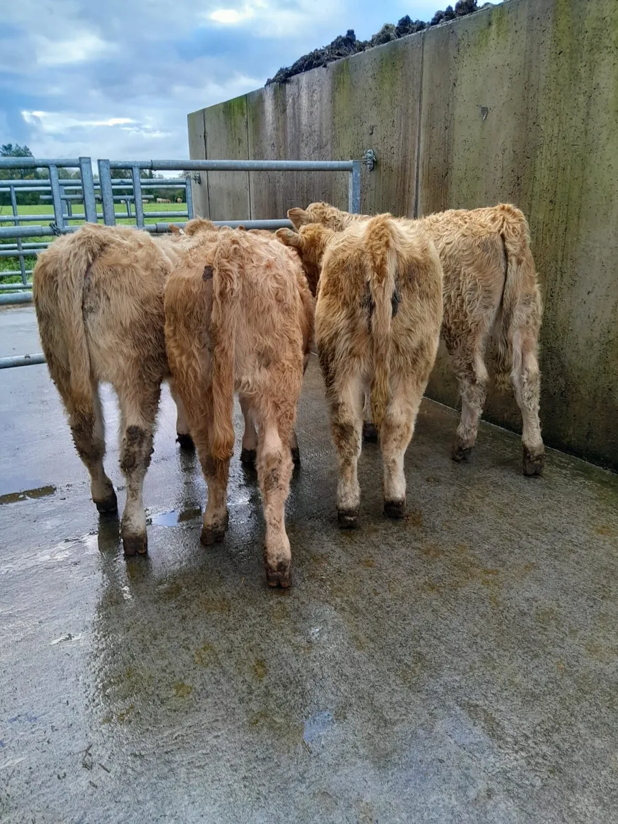 4 Lovely Heifers - Image 2