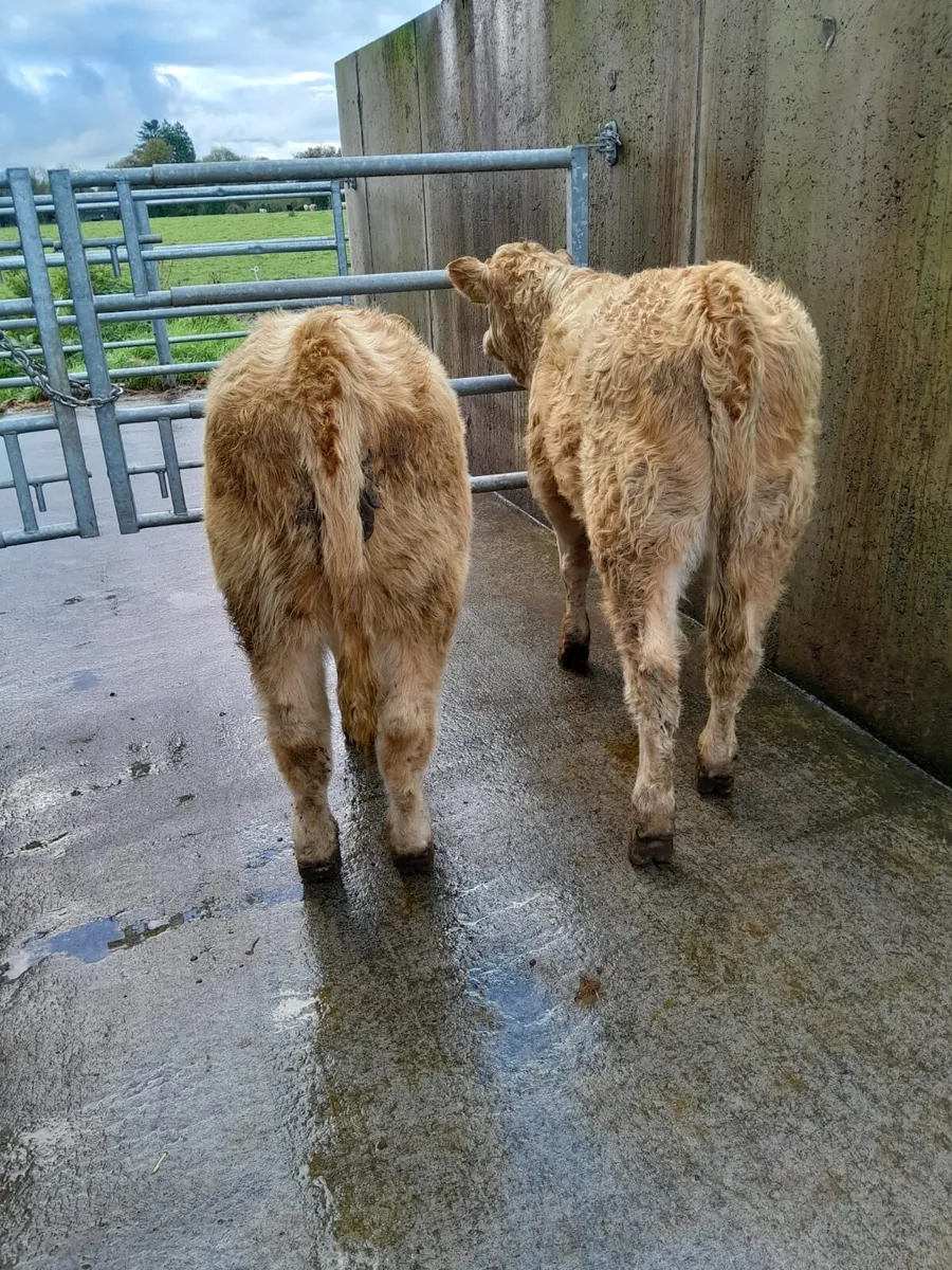 4 Lovely Heifers - Image 3