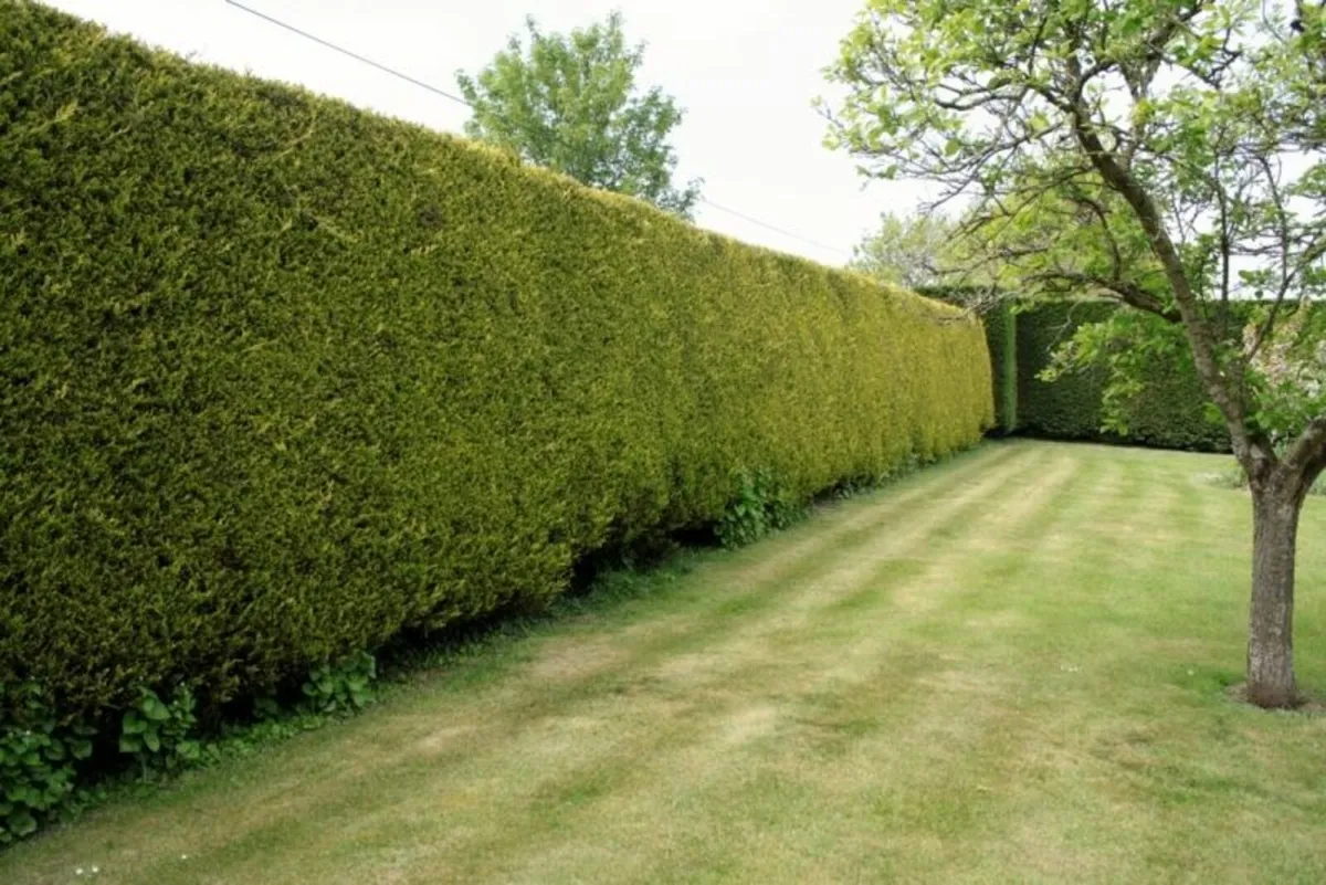 Hedge Cutting / Trimming - Image 1