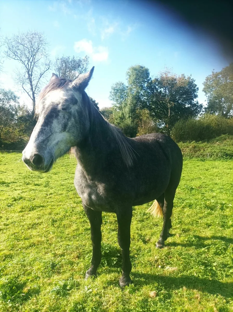 Irish draught Mare in foal for sale for sale in Co. Kerry for €123 on
