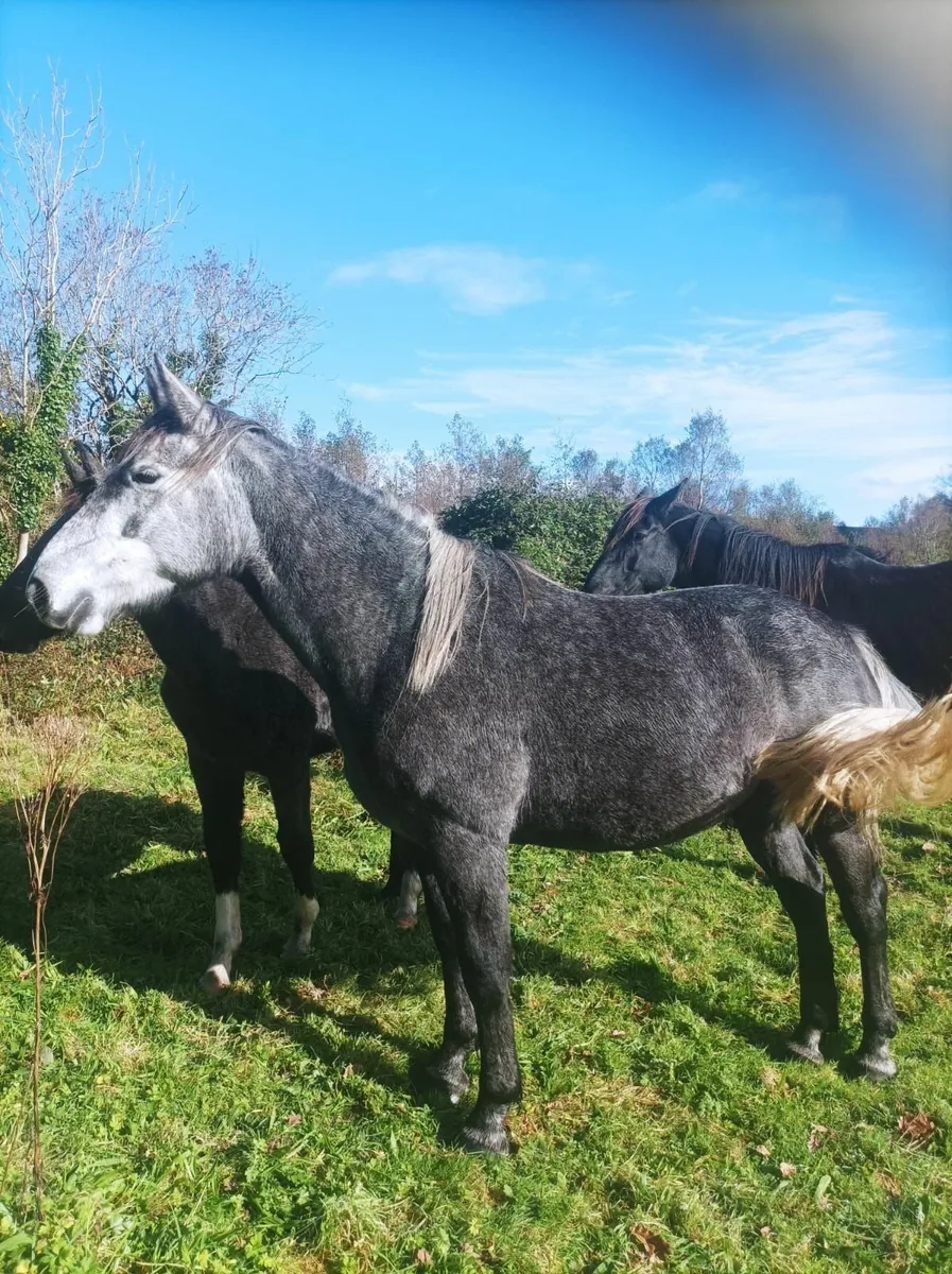 Irish draught Mare in foal for sale