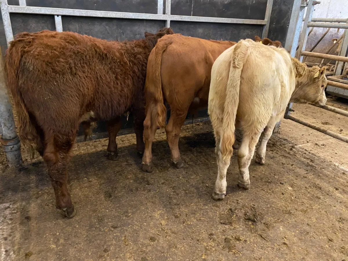 Bulls only €735 - Image 3