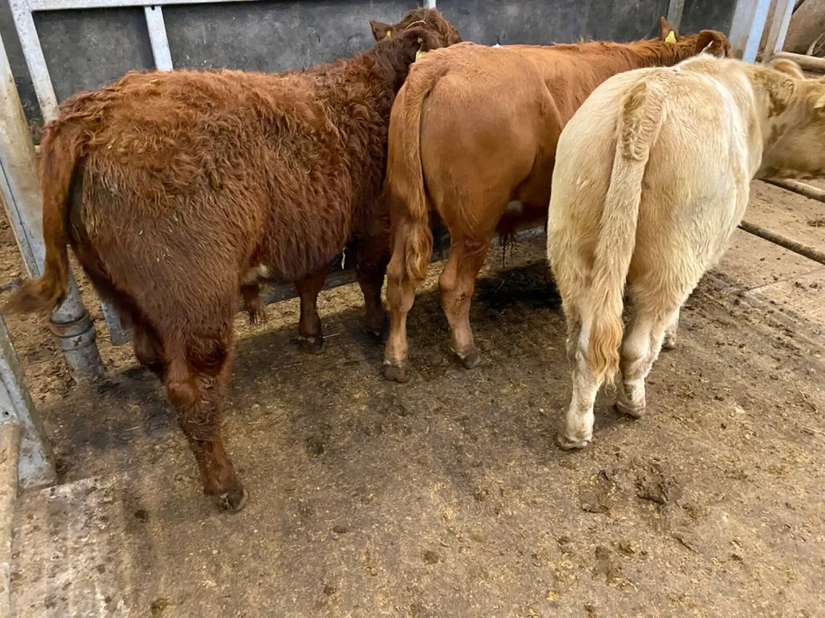 Bulls only €735 - Image 1