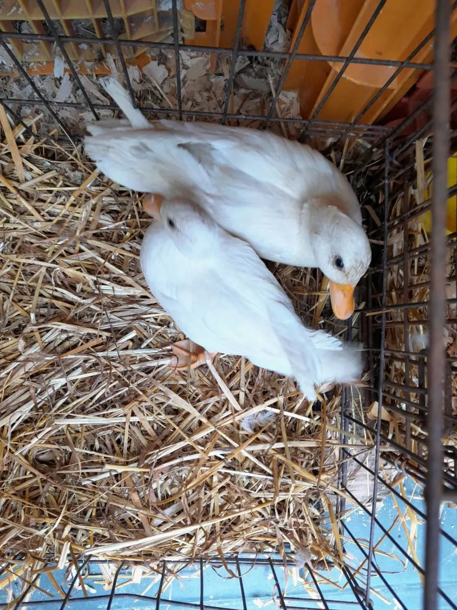 Fowl - Image 1