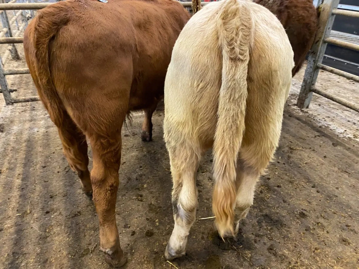 Bulls only €730 - Image 3