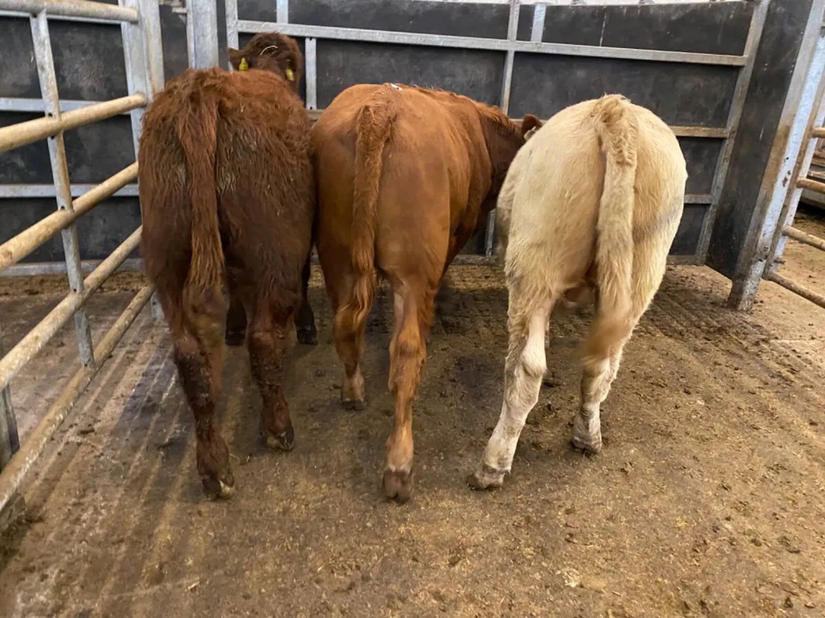 Bulls only €730 - Image 4