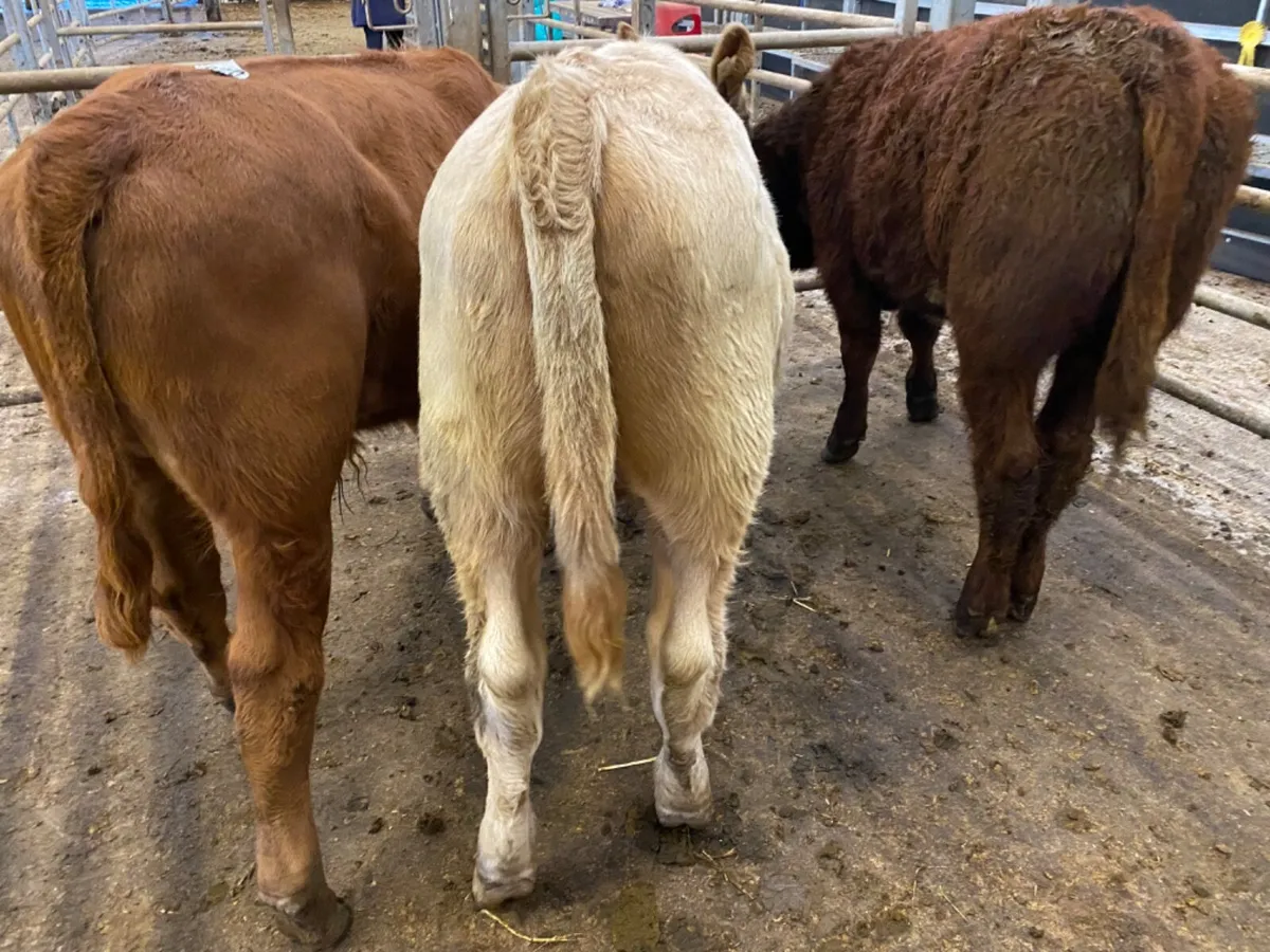 Bulls only €730 - Image 2