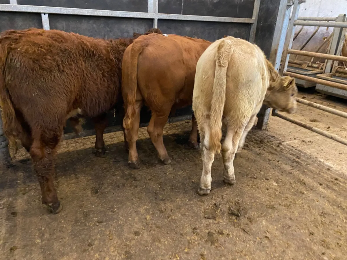 Bulls only €730 - Image 1