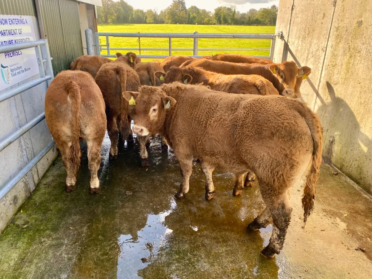 No.10 Bullocks - Image 4