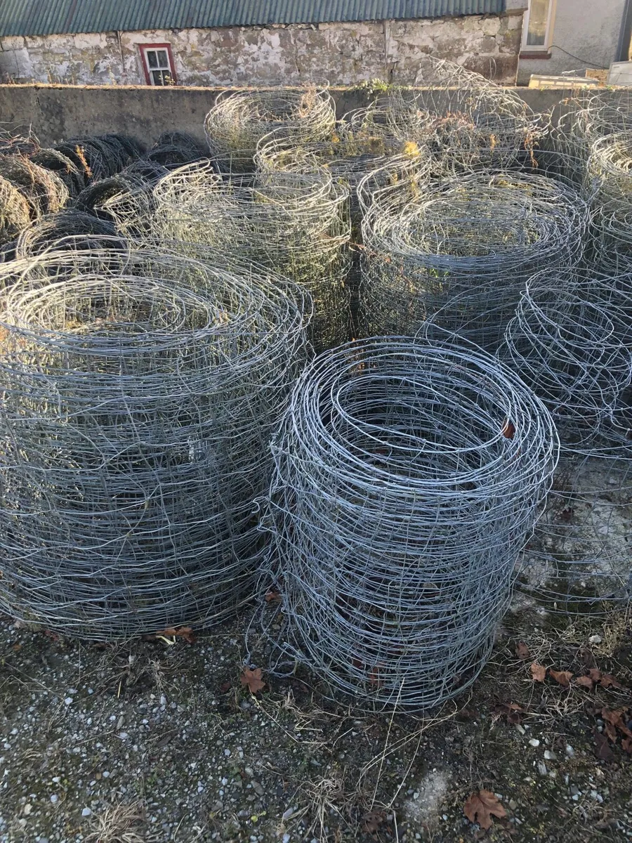 Sheep & Barb Wire - Image 2