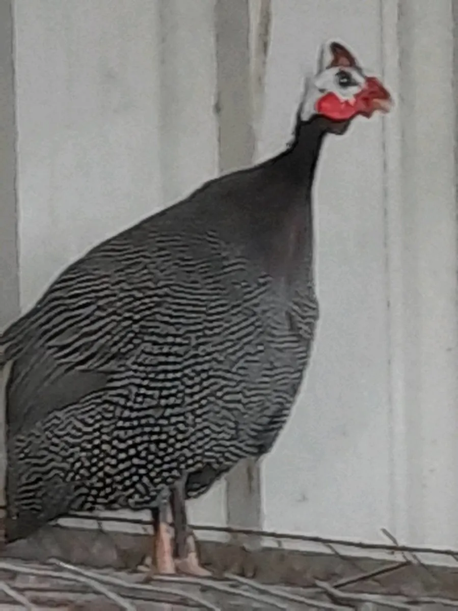 Fowl - Image 2