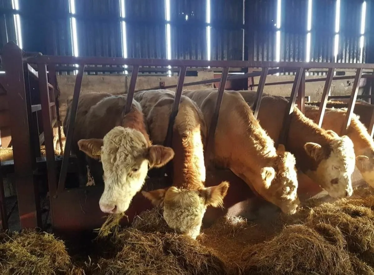 PURE BRED SIMMENTAL BULLS & HEIFERS FOR SALE