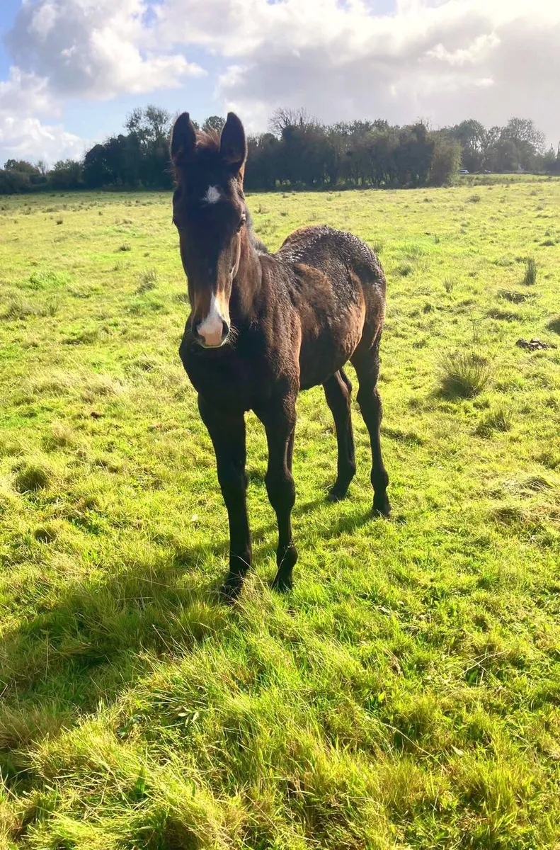 Goodluck vdl x Russell x Crusing foal - Image 1