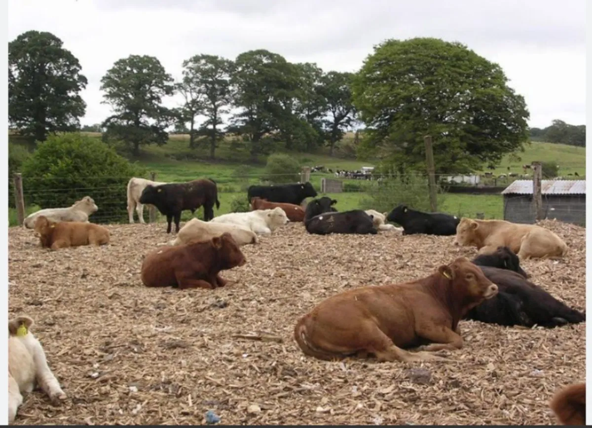 Woodchip Bedding - Image 1