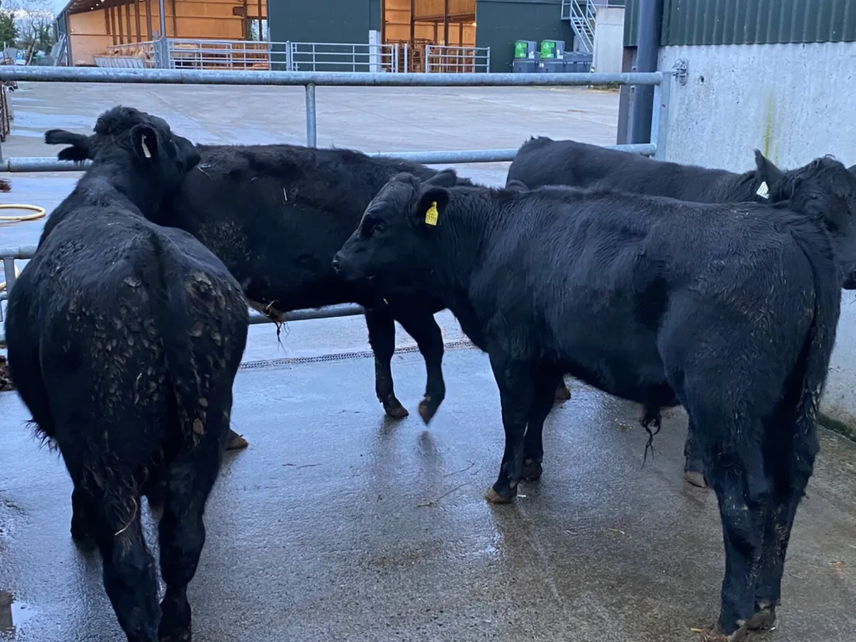 4 Angus Bullocks - Image 3