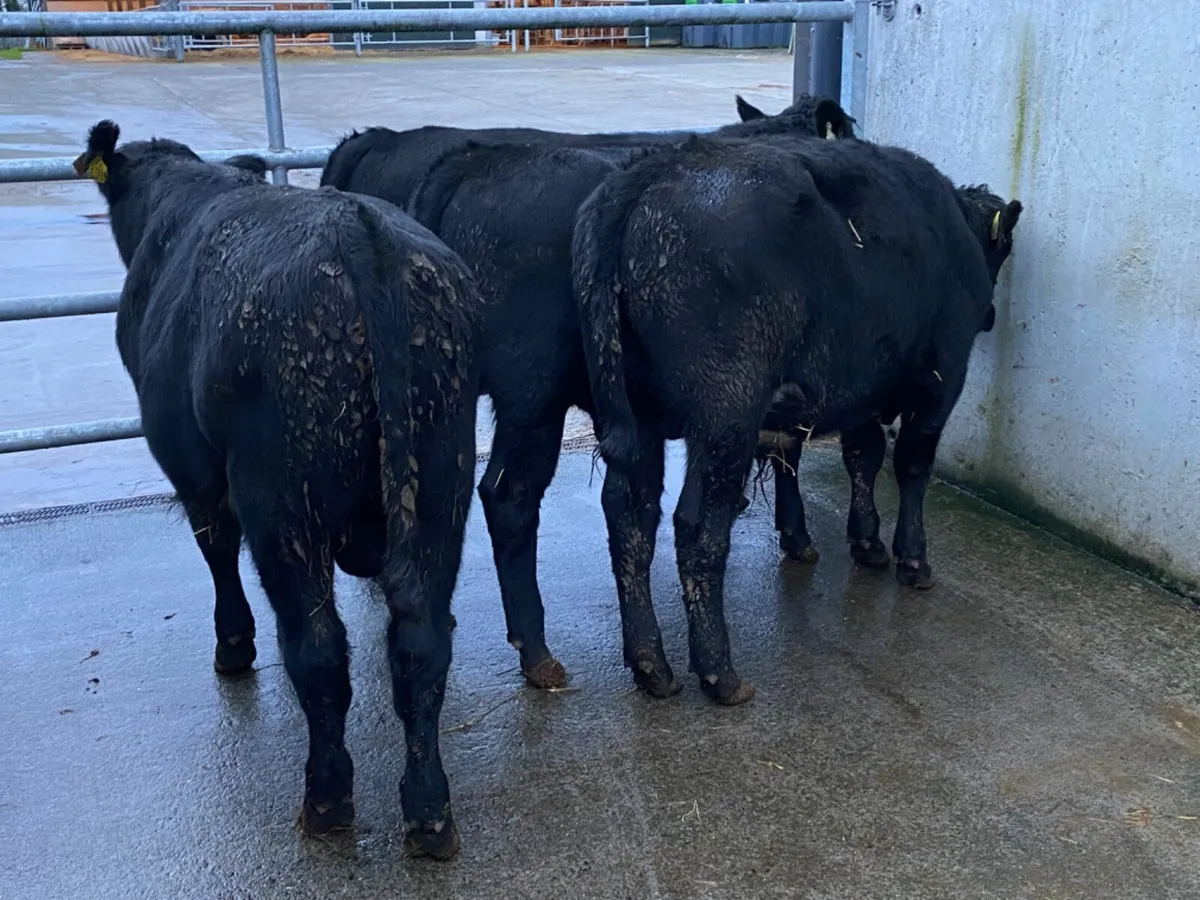 4 Angus Bullocks - Image 2