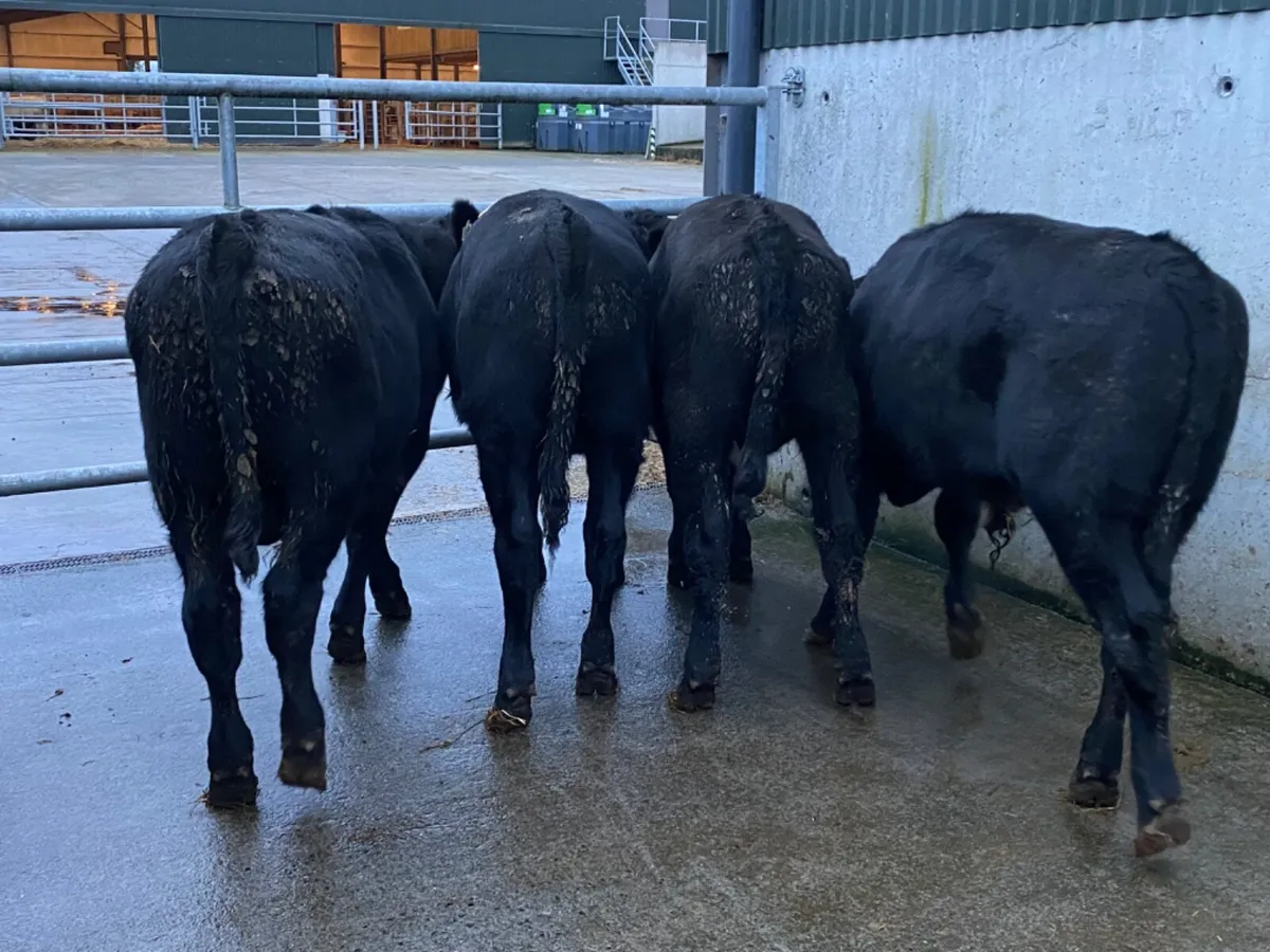 4 Angus Bullocks - Image 4