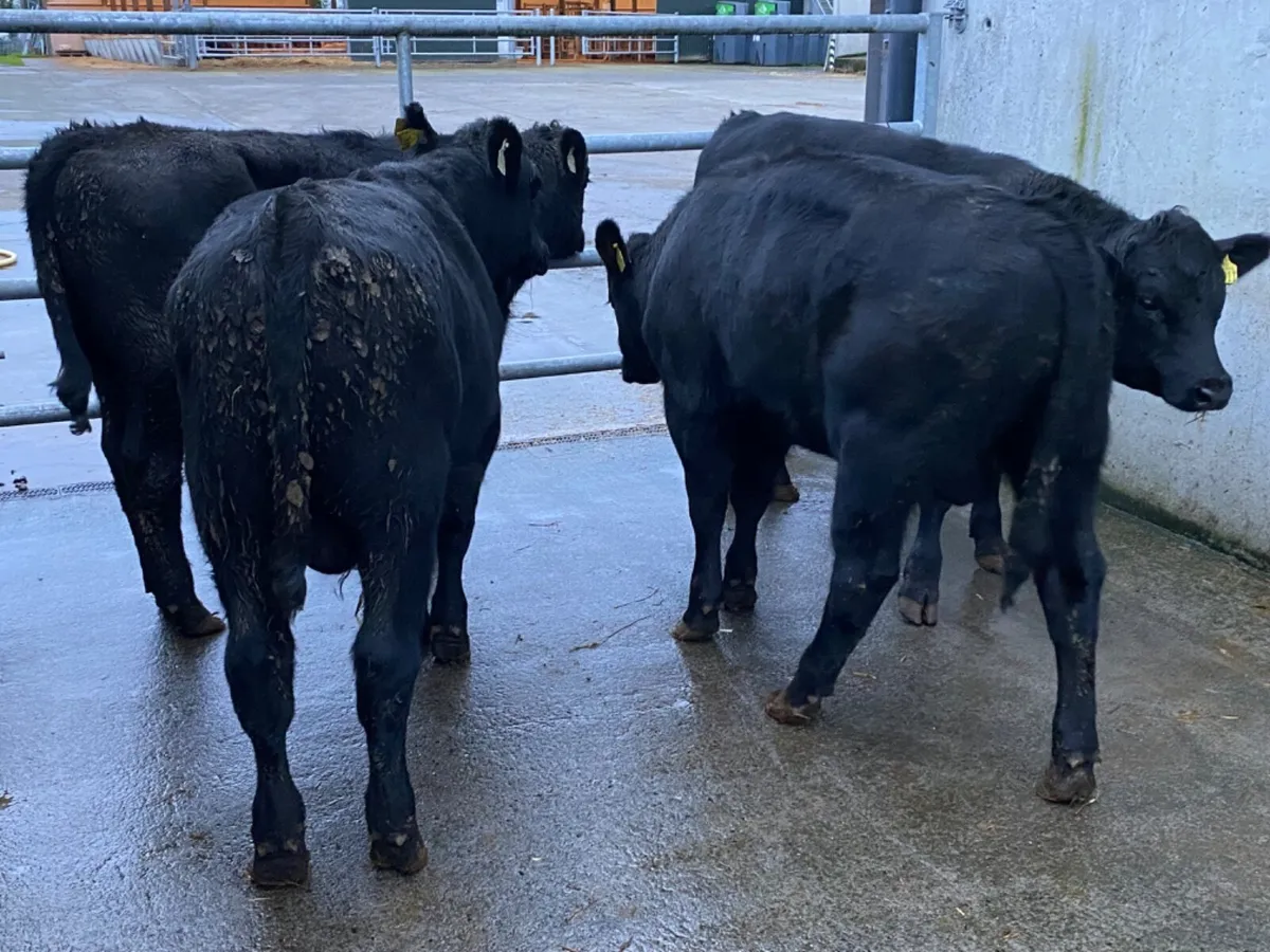 4 Angus Bullocks - Image 1