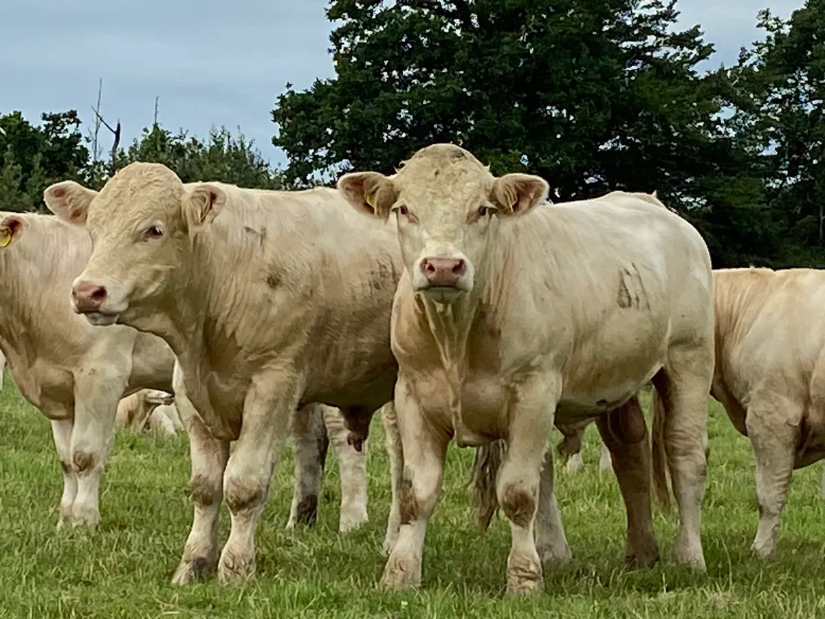 Easy Calving Charolais polled bulls - Image 1