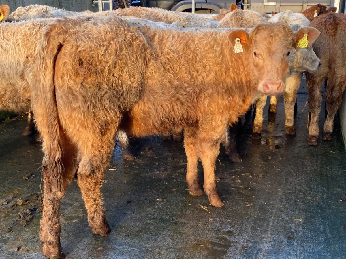 Heifers €890 - Image 1