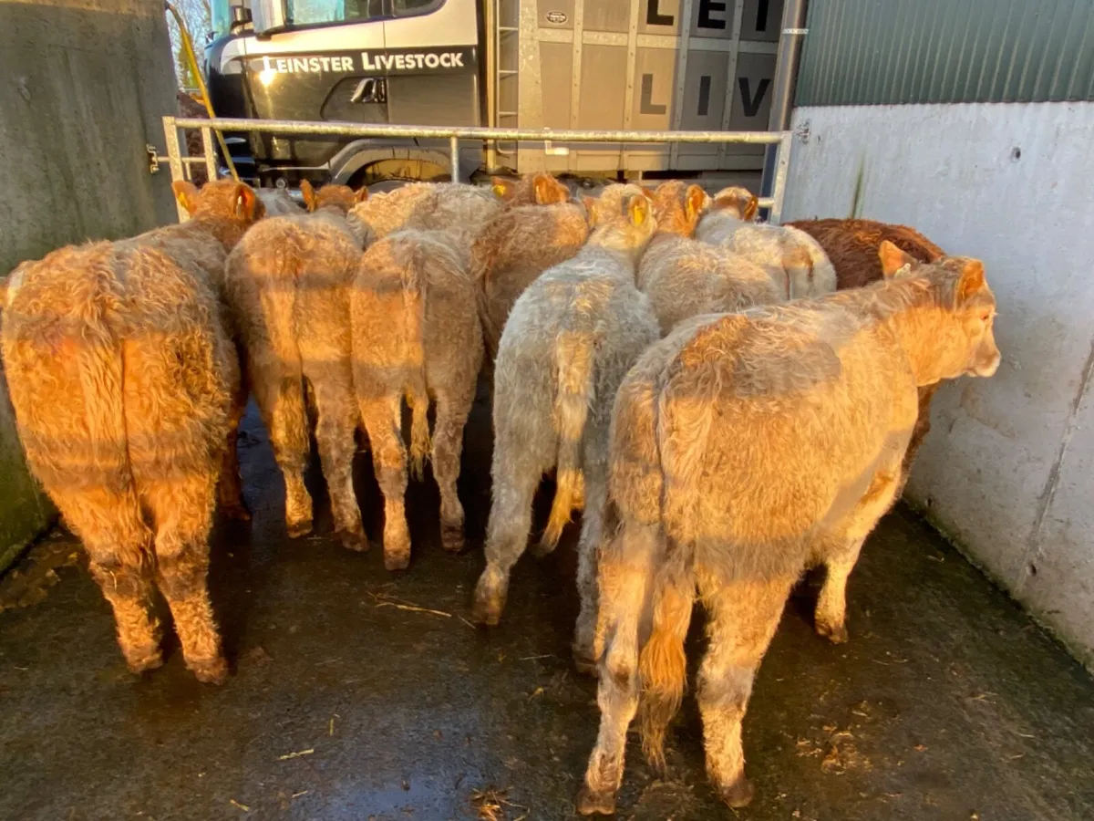 Heifers €890 - Image 4