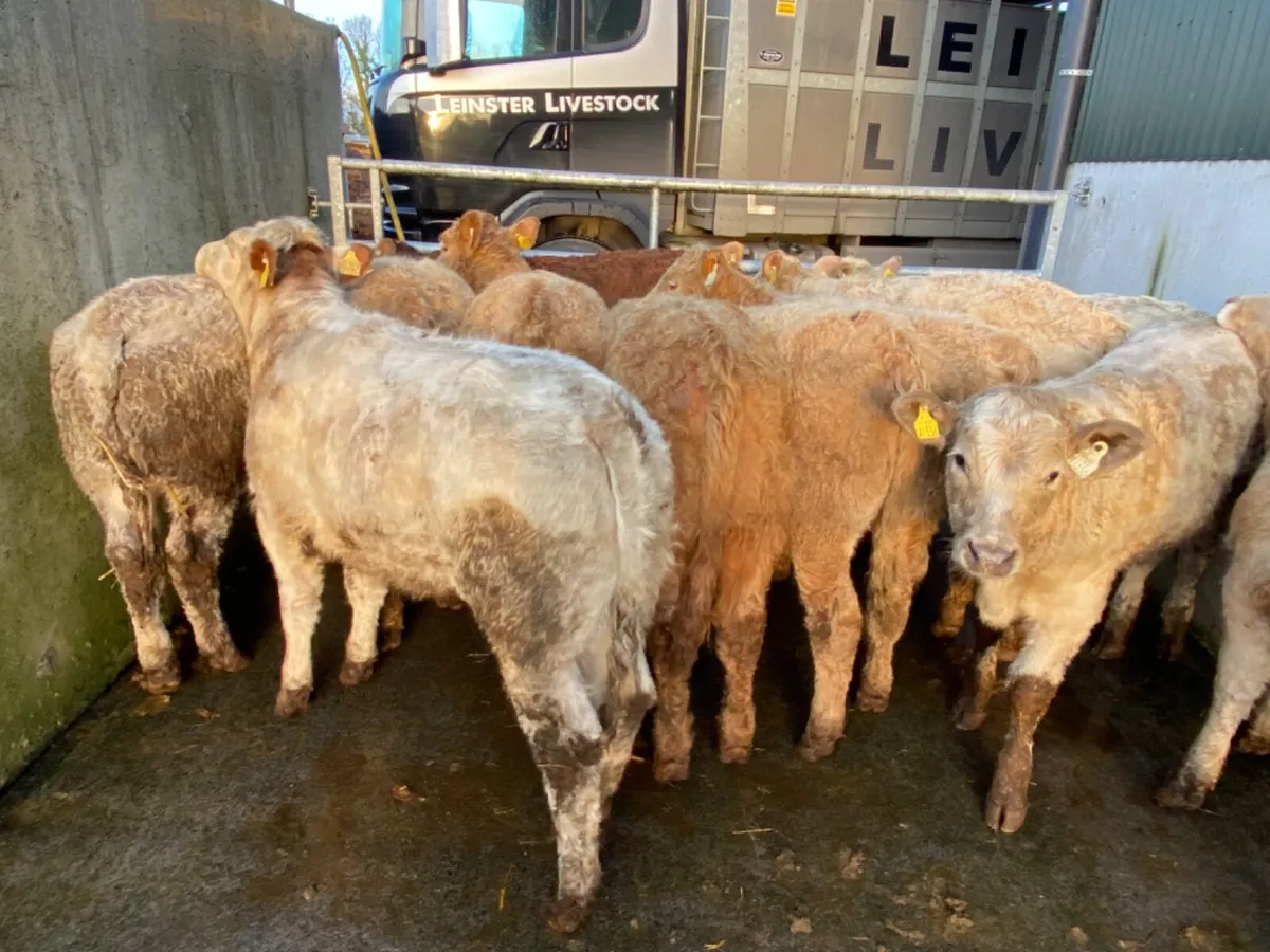 Heifers €890 - Image 2