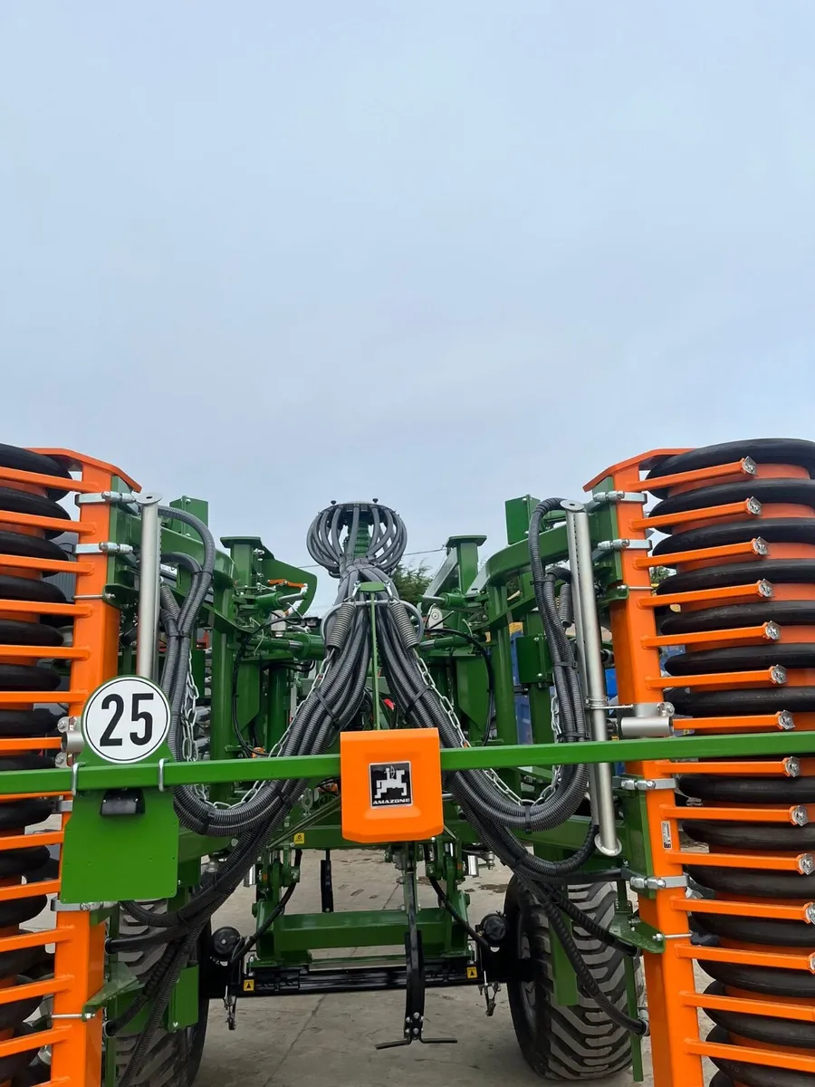 Amazone ceus - Image 3